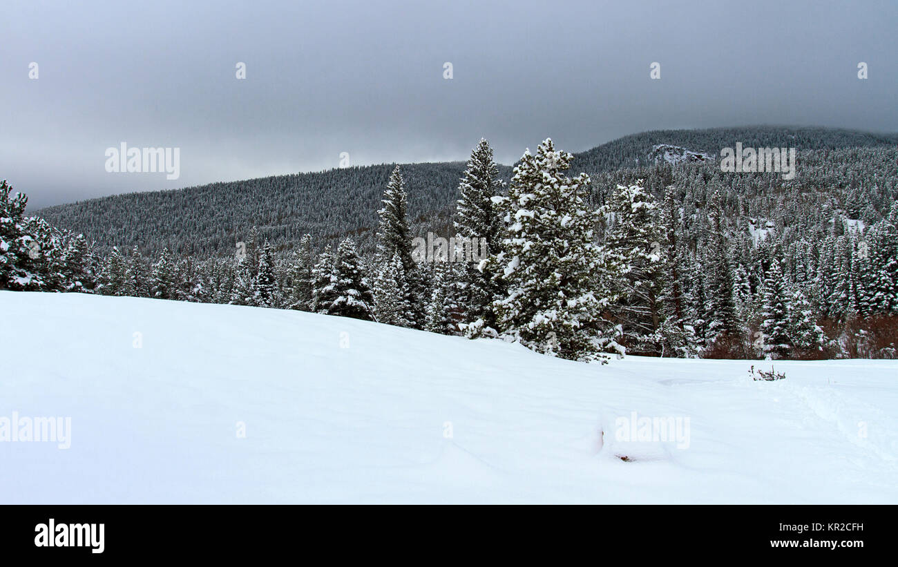 Evergreen trees winter wide hi-res stock photography and images - Alamy