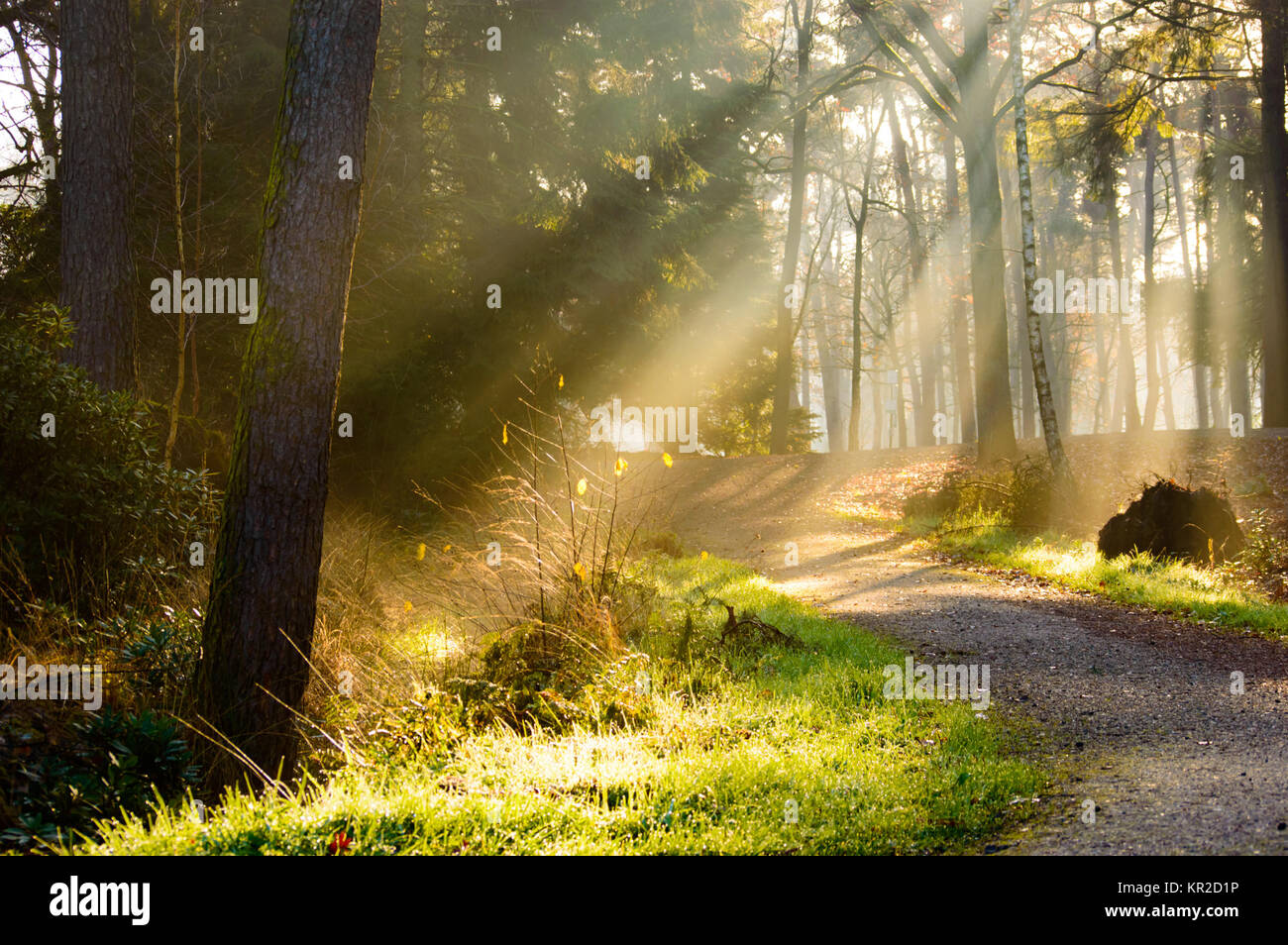 Path in forest with rays of sunlight falling on it Stock Photo