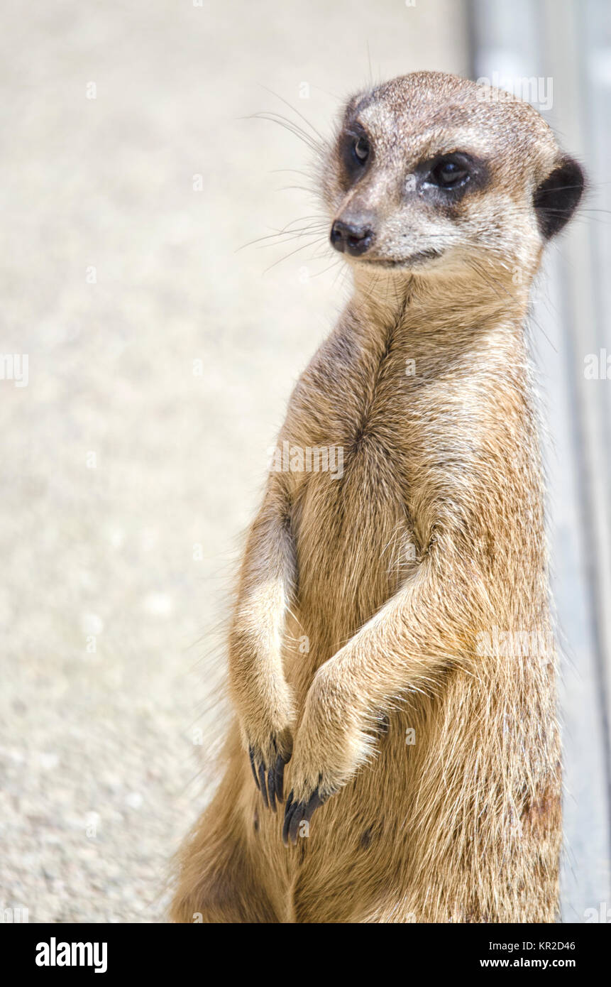 Meerkat Sitting on Guard Stock Photo