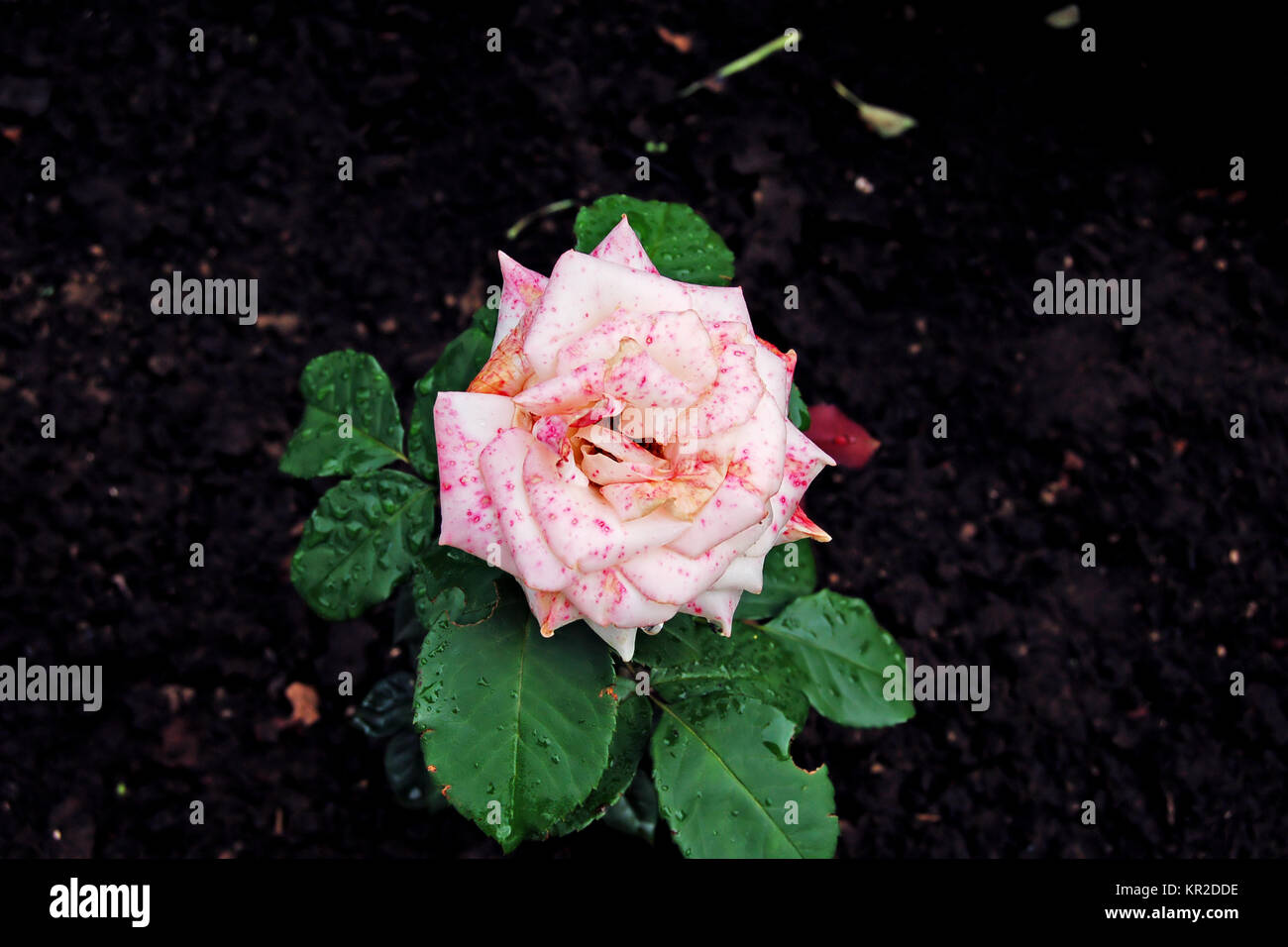 Rose pink spotted Stock Photo