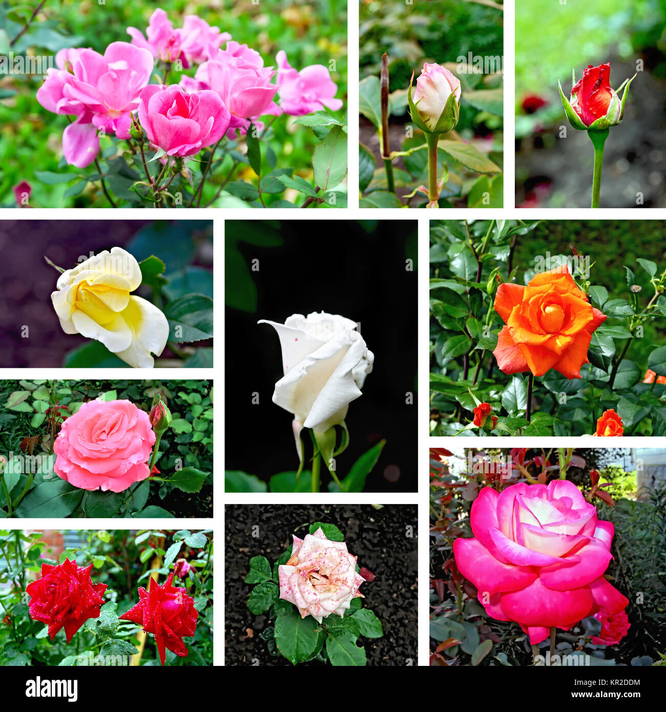 Roses different set of pictures Stock Photo