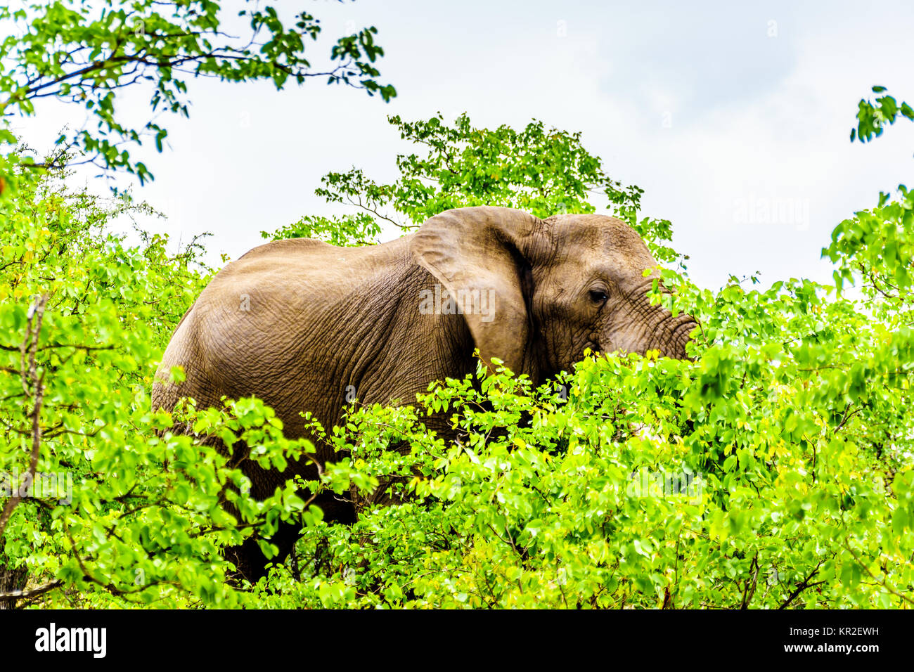 A large adult African Elephant eating leafs from Mopane Trees in a forest near Letaba in Kruger National Park, a large Nature Reserve in South Africa Stock Photo