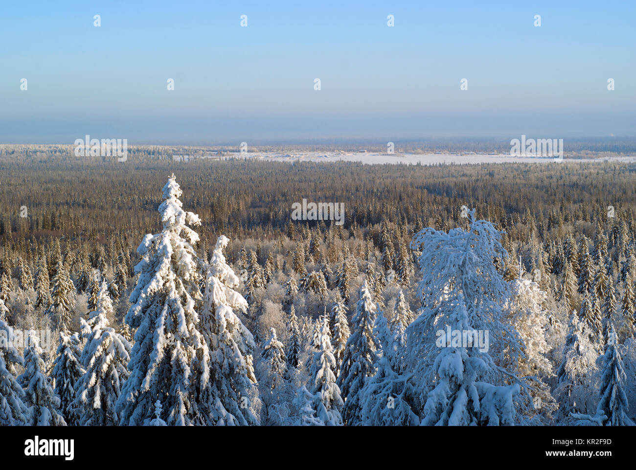 View from the top of the mountain to the winter coniferous forest to the horizon on a clear frosty day with snow-covered trees in the foreground Stock Photo