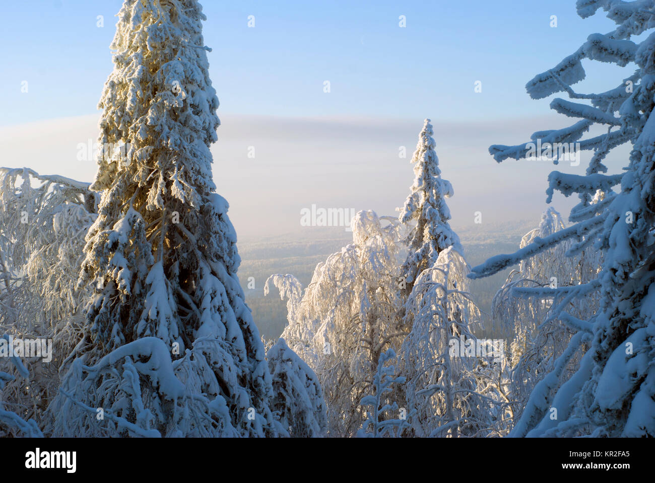 View from the top of the mountain to the winter coniferous forest to the horizon in frosty haze with snow-covered trees in the foreground Stock Photo