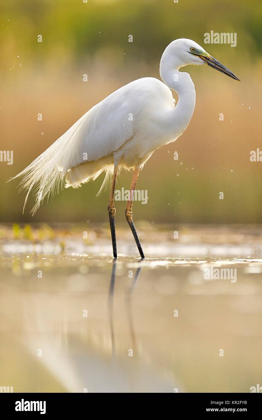 Great egret (Ardea alba), located in the water, National Park Kiskunsag ...