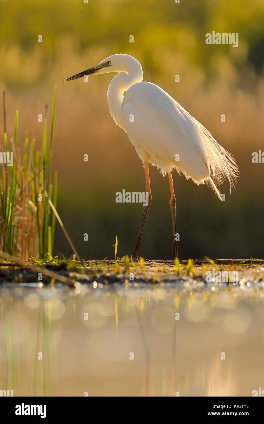 Great egret (Ardea alba), stands at the edge of the reed, National Park Kiskunsag, Hungary Stock Photo