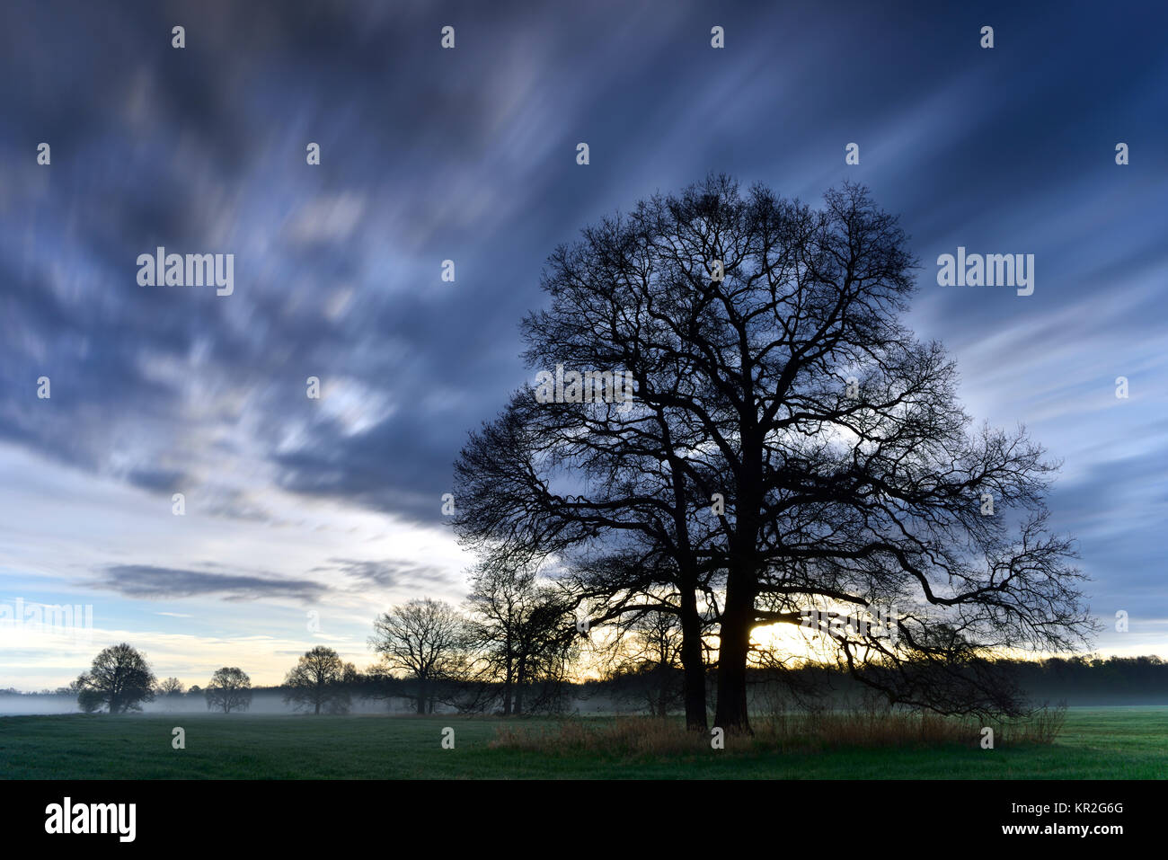 Tree silhouettes in front of clouds, Biosphere Reserve Middle Elbe, Saxony-Anhalt, Germany Stock Photo