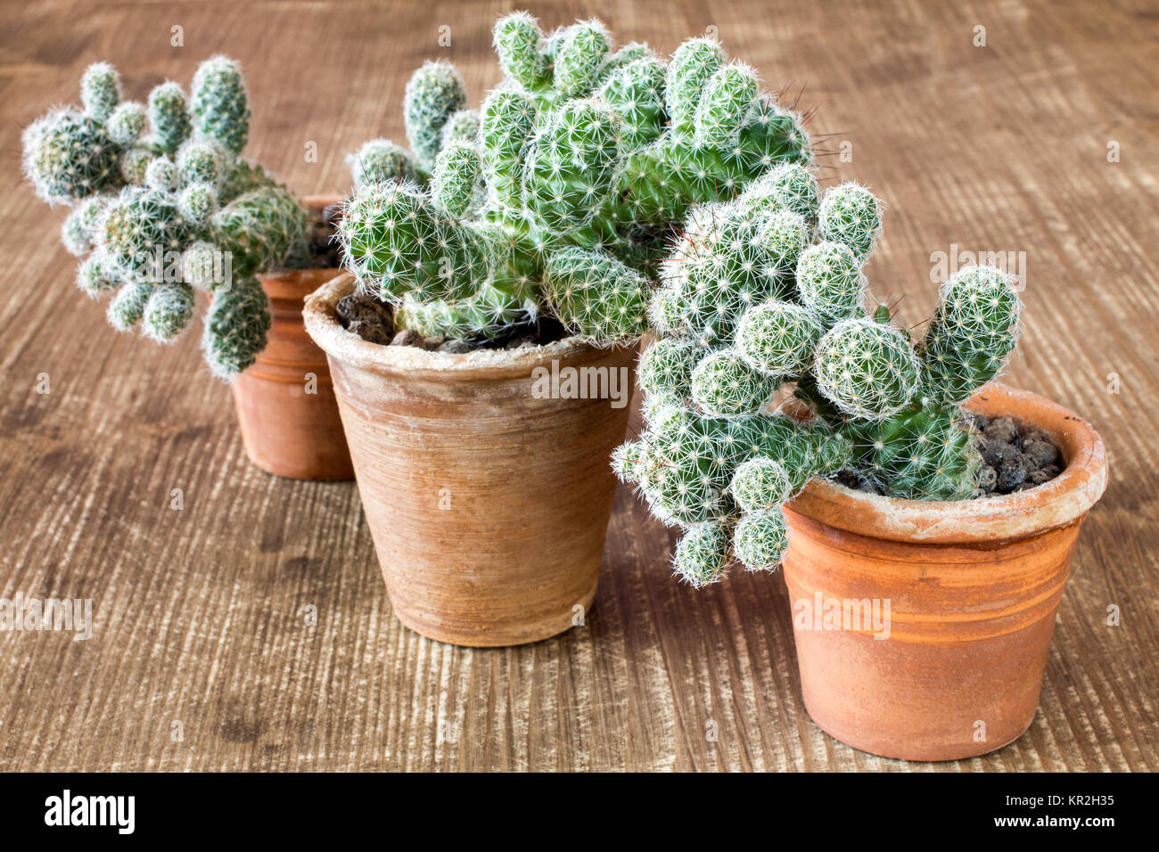 Three cactuses in pots Stock Photo Alamy