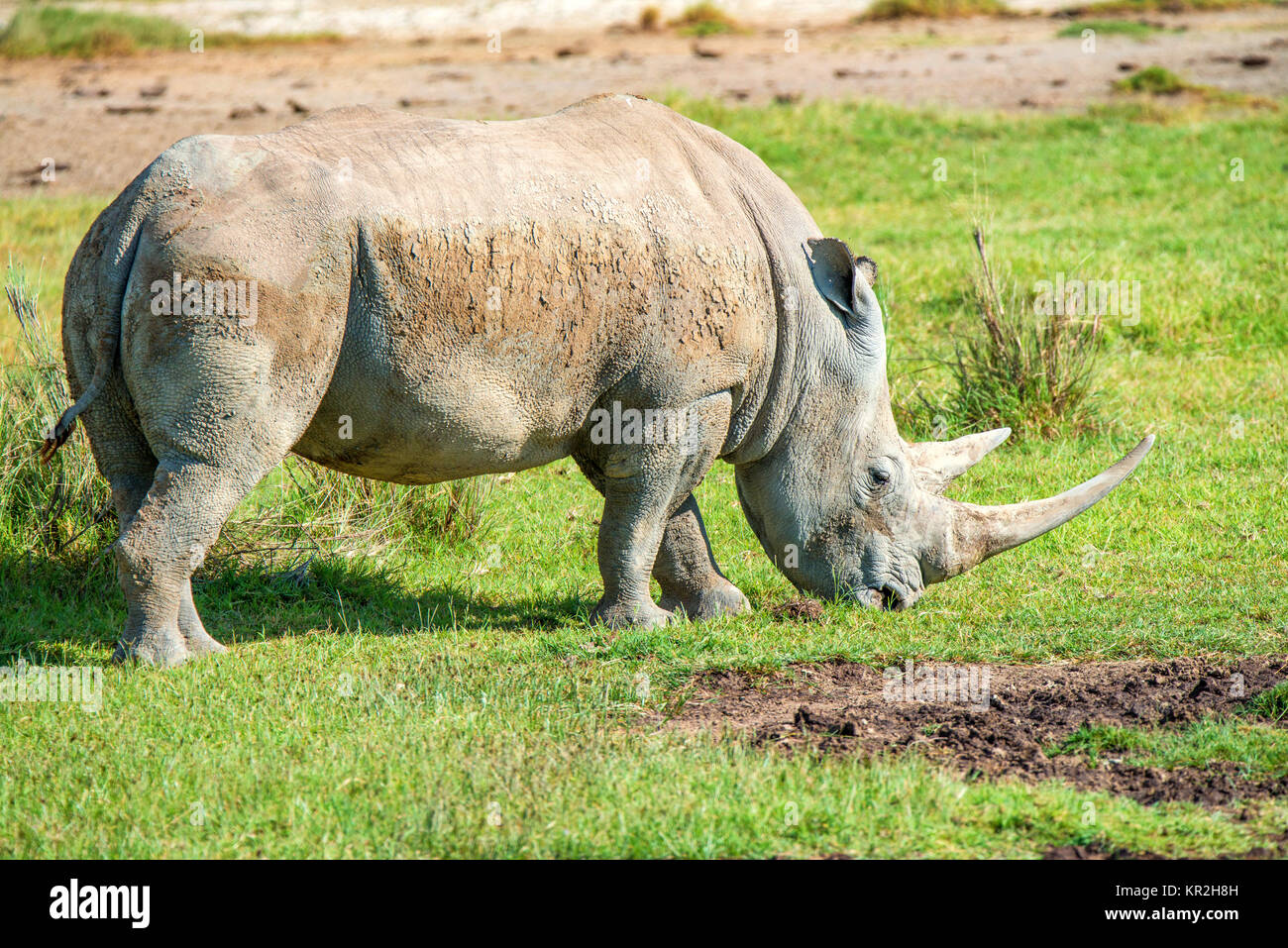 White rhino grazes in savanna Stock Photo