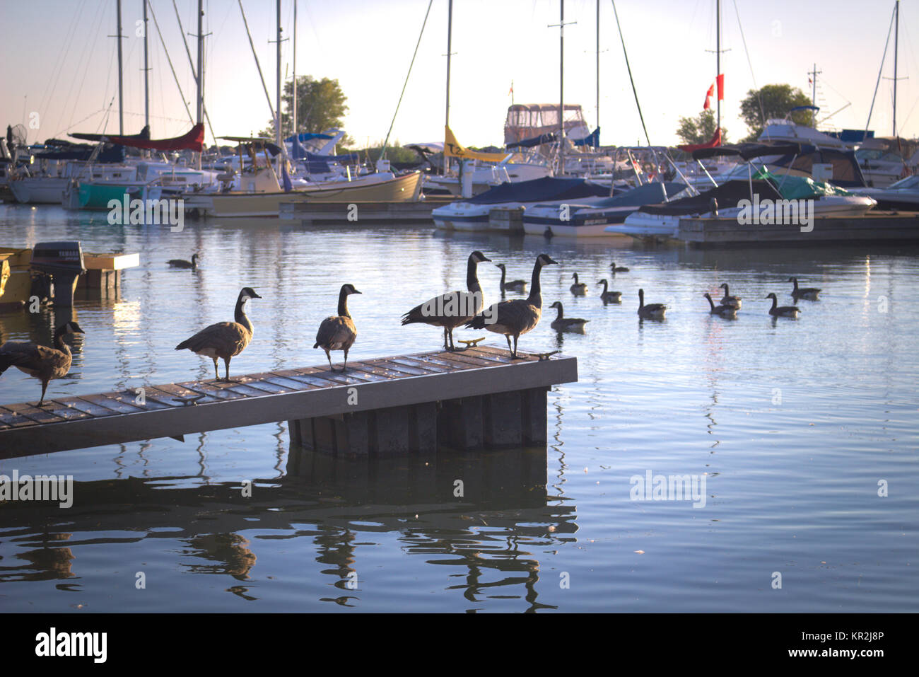 Geese On Dock Stock Photo Alamy