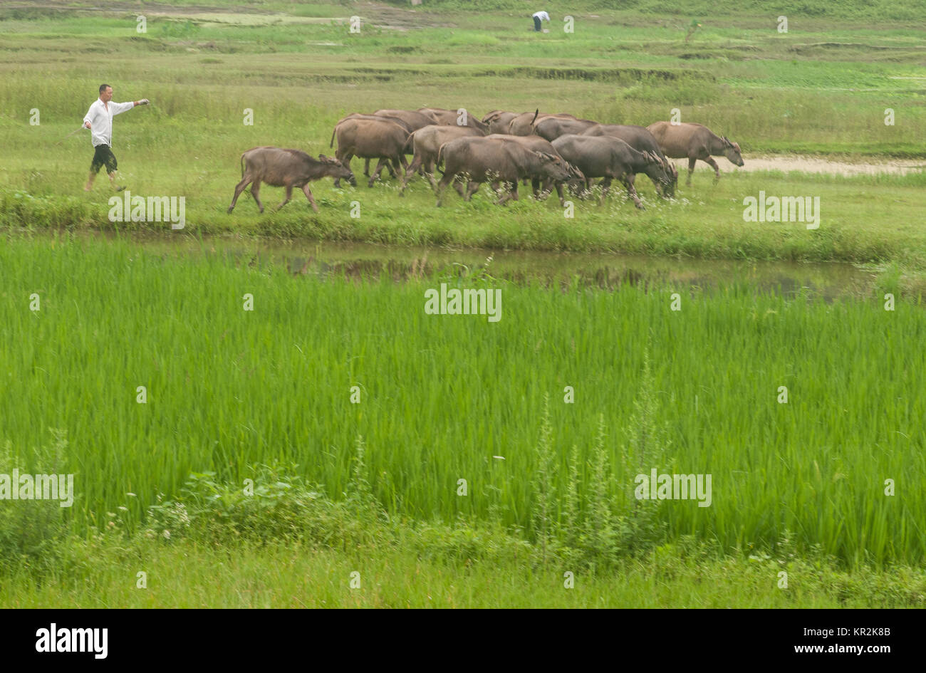 Farmer with his herd of water buffalo, grazing marshes, Chongqing, China. Stock Photo