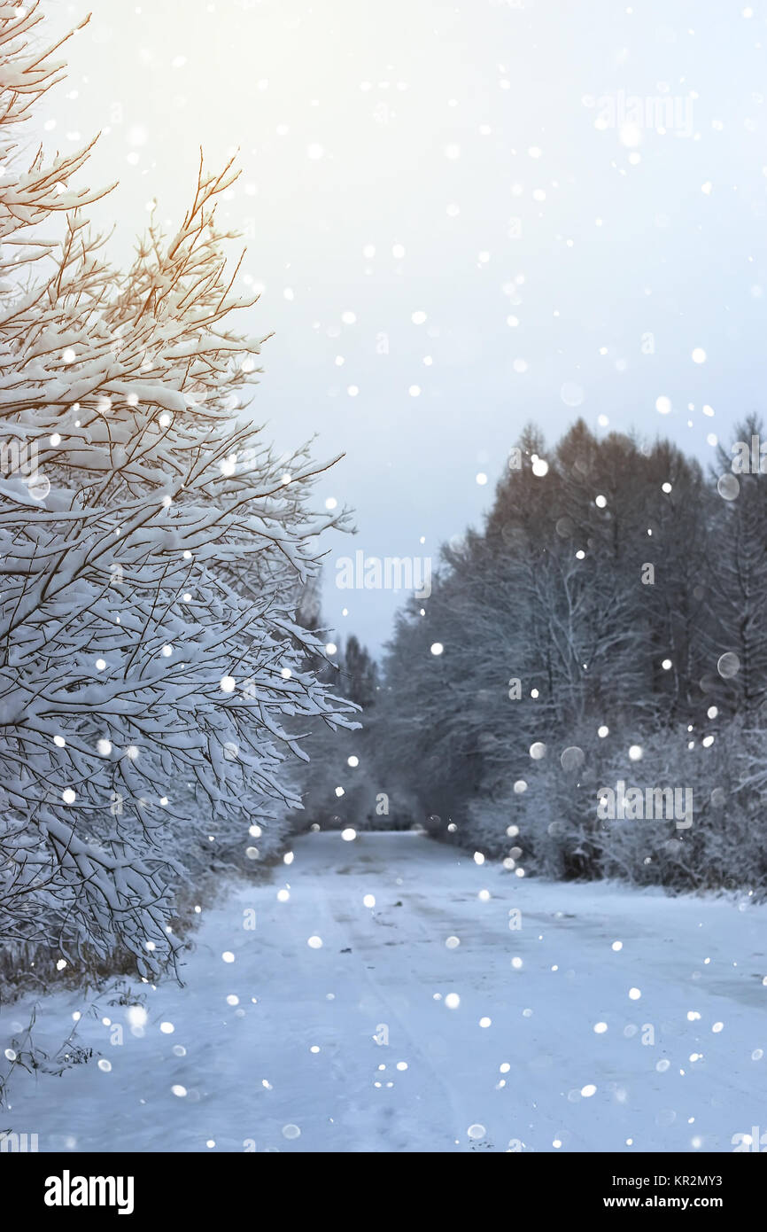 winter road in the forest Stock Photo - Alamy