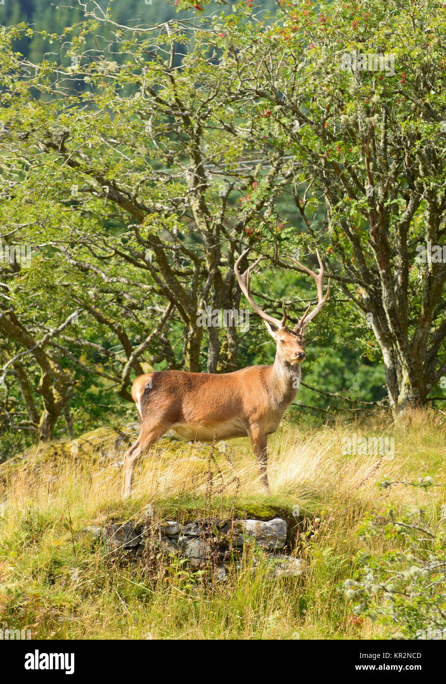 Red Deer Stag Resting Stock Photo Alamy