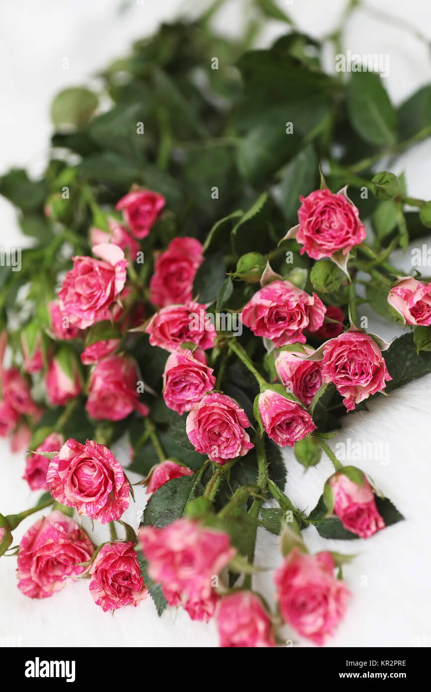 Bouquet of red roses on a white background Stock Photo - Alamy