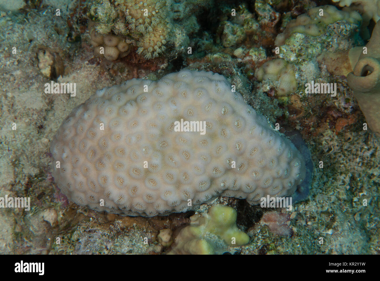 Staghorn Corals, Astreopora myriophthalma, Acroporidae, Sharm El-Sheik, Red Sea, Egypt Stock Photo