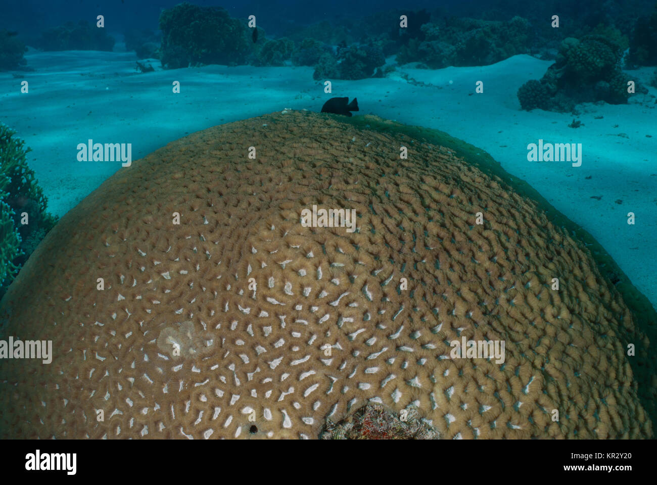 Hard coral, Favia lacuna, Faviidae, Sharm El-Sheik, Red Sea, Egypt, endemic Stock Photo