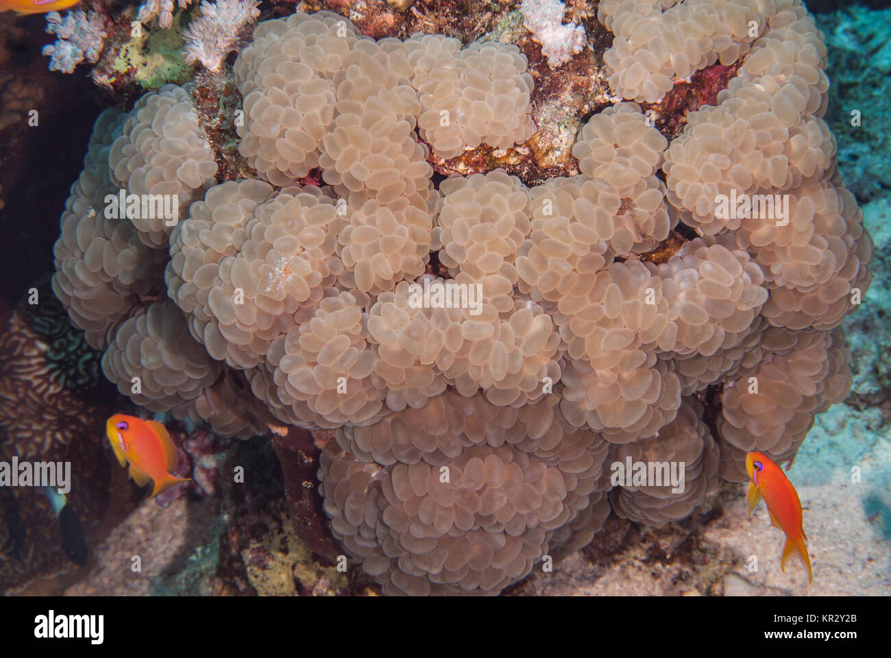 Bubble Coral, Plorogyra sinuosa, Caryophylliidae,  Sharm El-Sheik, Red Sea, Egypt Stock Photo