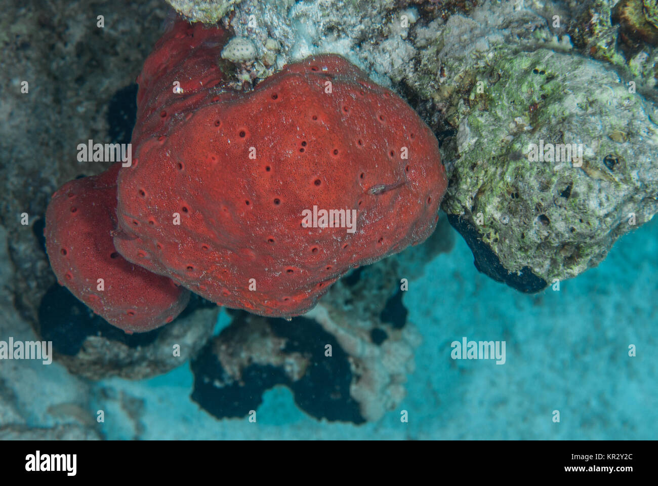 Red Boring Sponge, Pione cf. vastifica, Clionidae, Sharm El-Sheik, Red Sea, Egypt Stock Photo