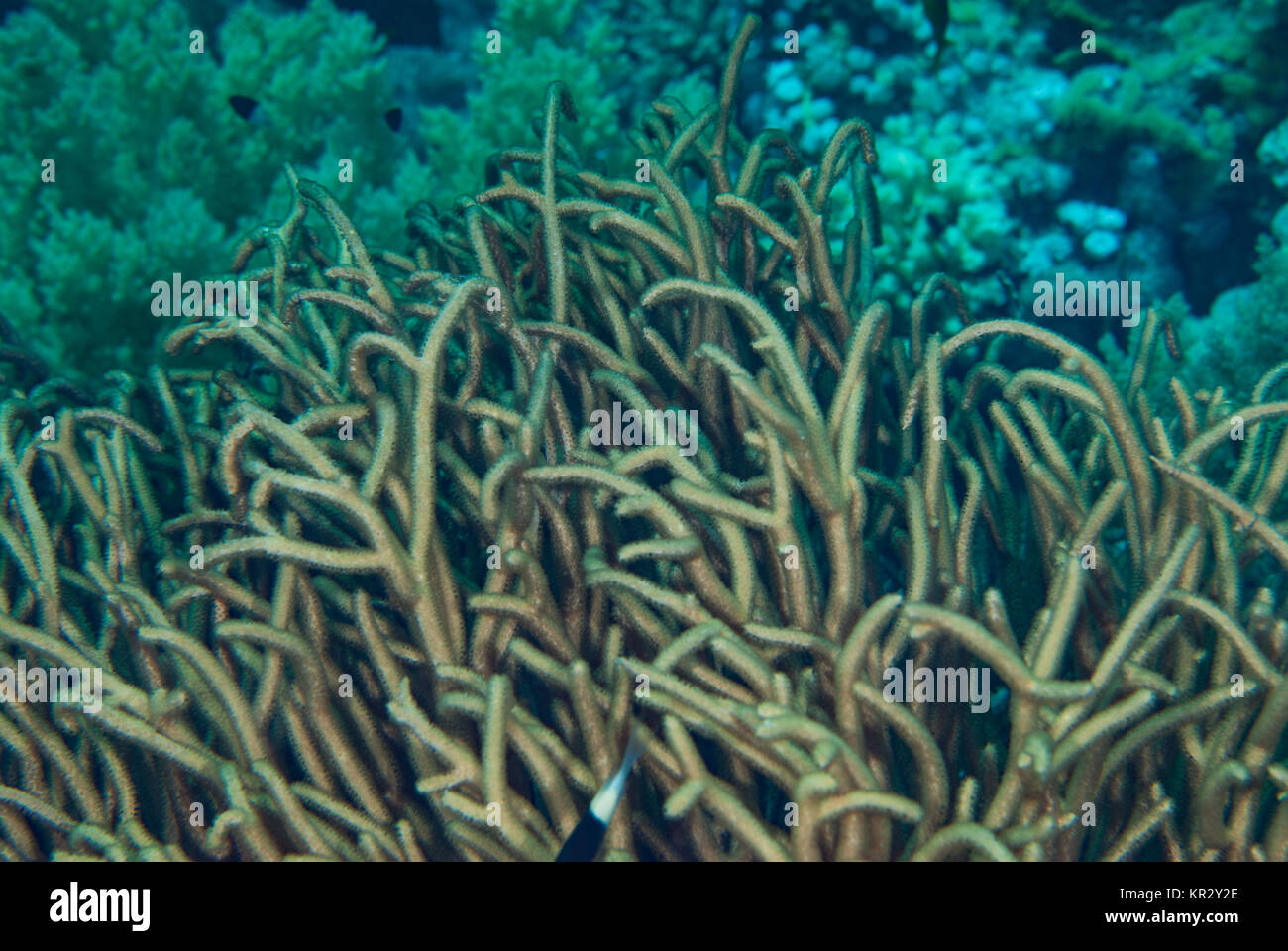 Gorgonian coral, Rumphella antipathies, Gorgoniidae, Sharm el Sheikh, Red Sea, Egypt Stock Photo