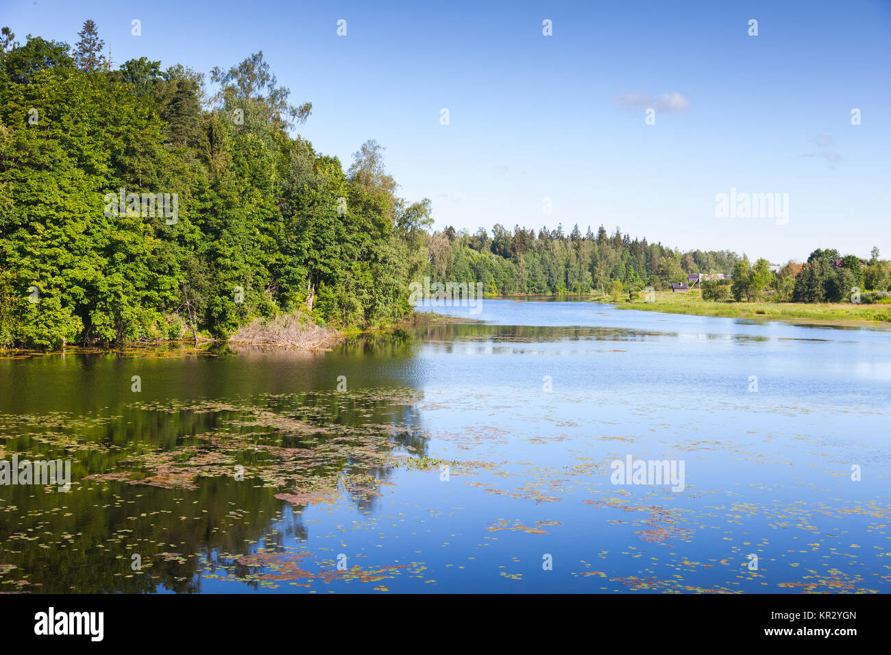 Oredezh River, summer landscape.  Leningrad Oblast, Russia Stock Photo