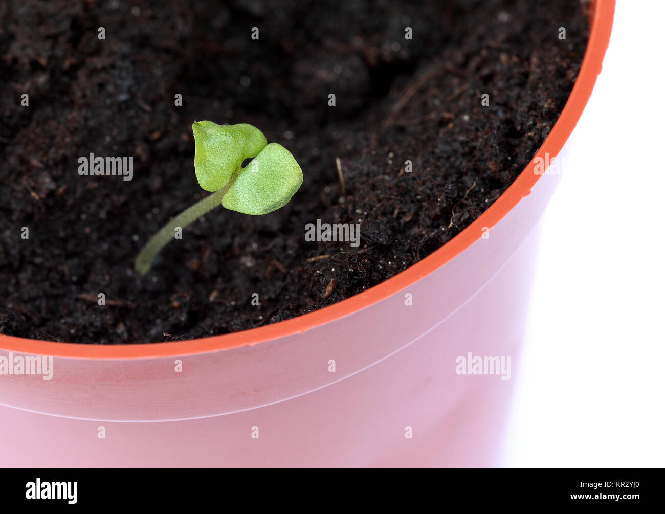Newly growing basil sprouts Stock Photo Alamy