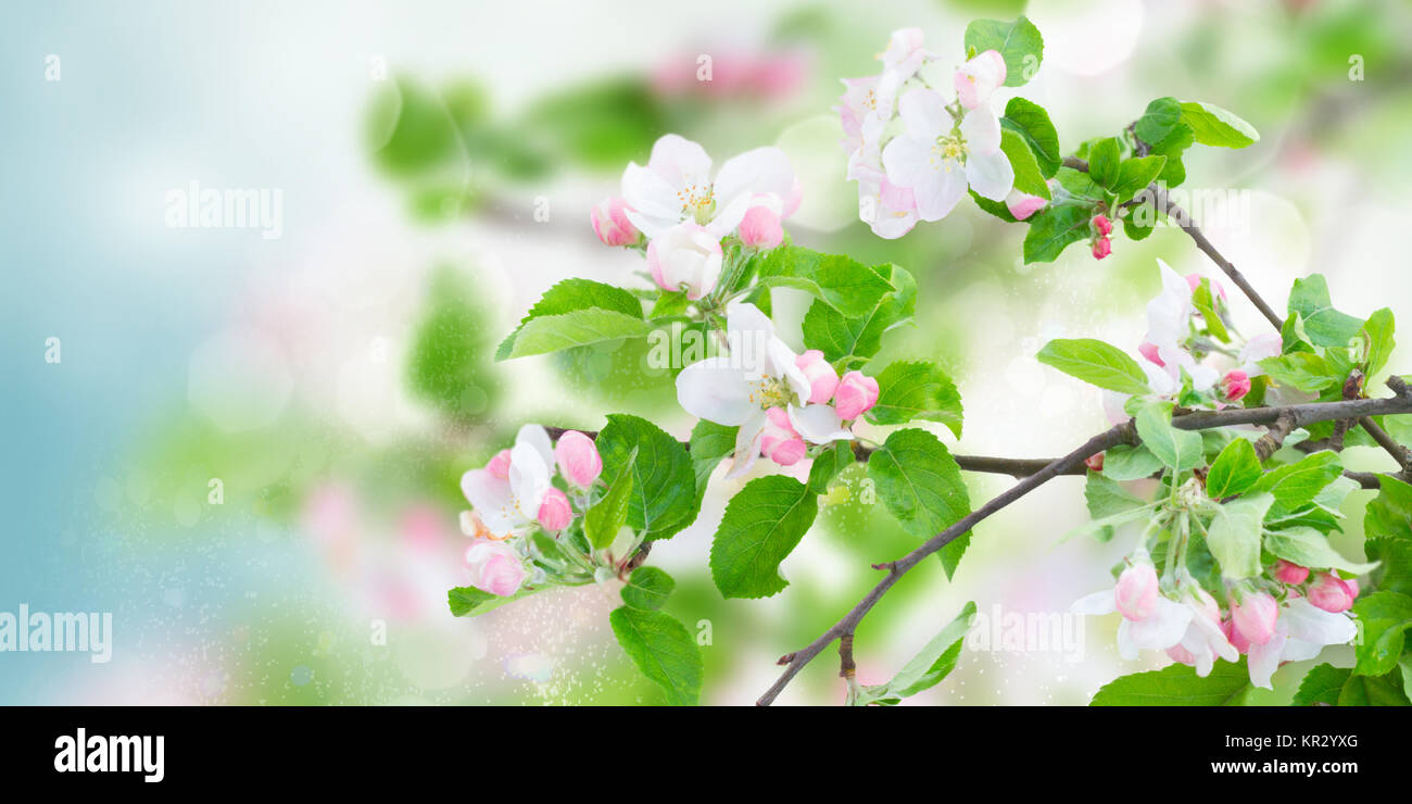 Apple tree blossom Stock Photo Alamy
