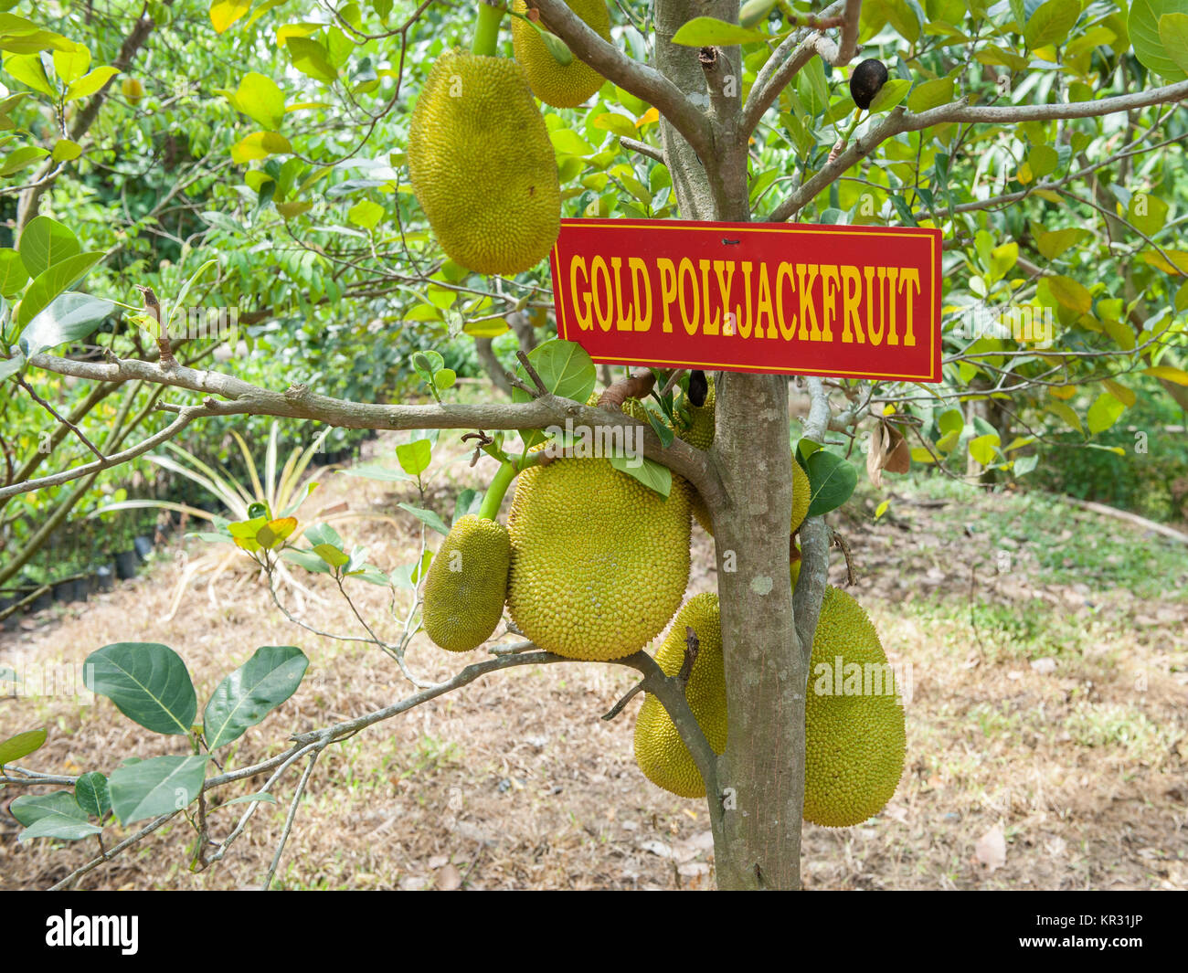 Jackfruit Growing High Resolution Stock Photography and Images Alamy
