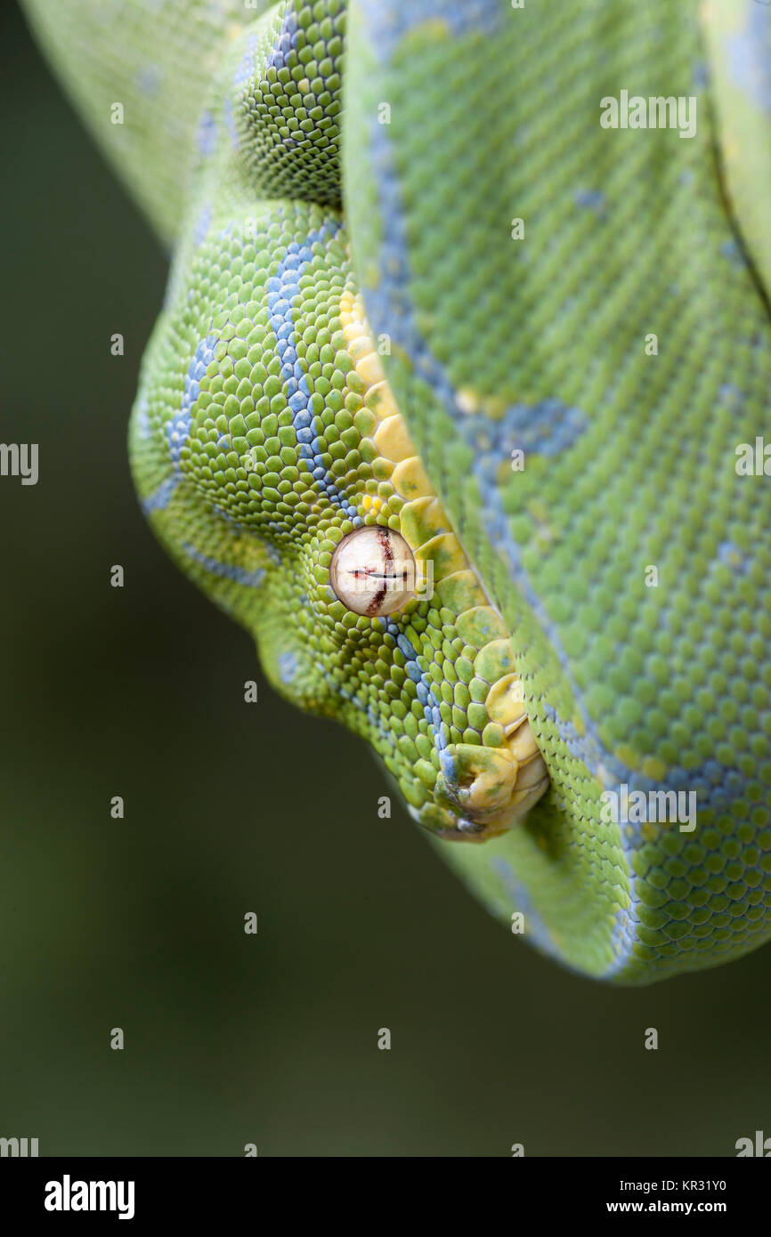 Green Tree Python (Morelia viridis) Hanging on branch waiting for prey. Stock Photo