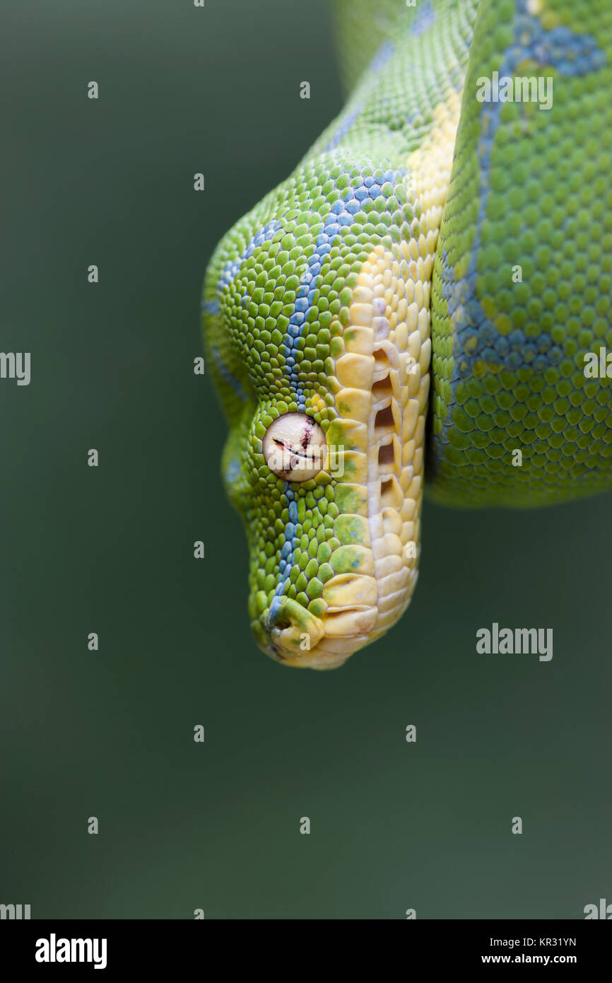 Green Tree Python (Morelia viridis) Hanging on branch waiting for prey. Stock Photo