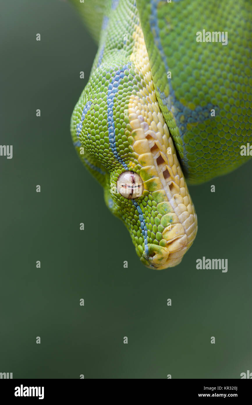 Green Tree Python (Morelia viridis) Hanging on branch waiting for prey. Stock Photo