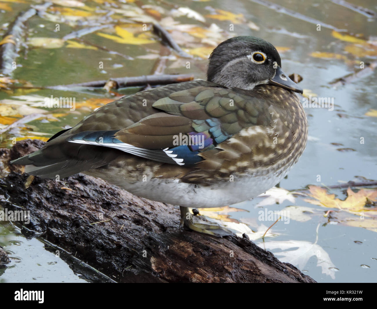 Hen Wood Duck Hen Wood Duck