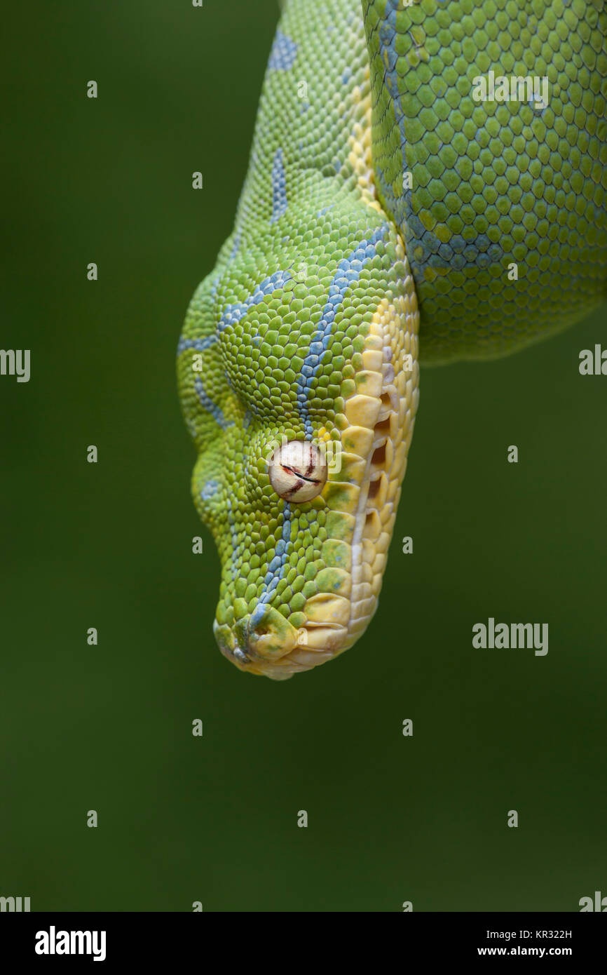 Green Tree Python (Morelia viridis) Hanging on branch waiting for prey. Stock Photo