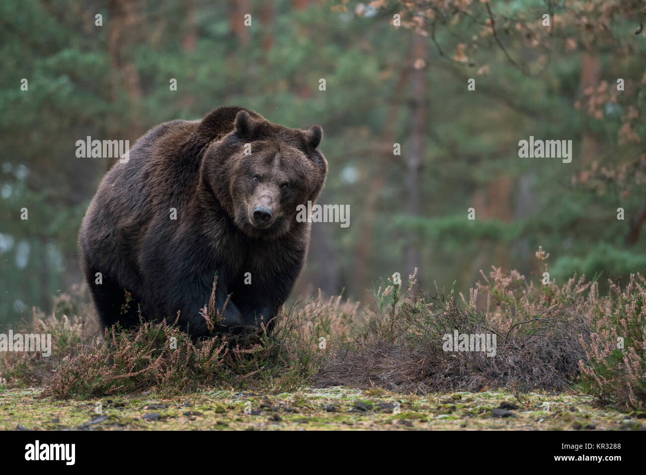 Brown Bear ( Ursus arctos ), strong and powerful adult, walking ...