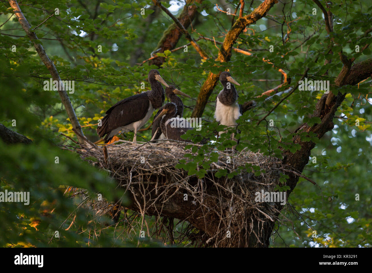 Black Stork / Storks ( Ciconia nigra ), young chicks sitting, standing in their nest, hidden in a treetop of a beech, almost fledged, wildlife, Europe Stock Photo