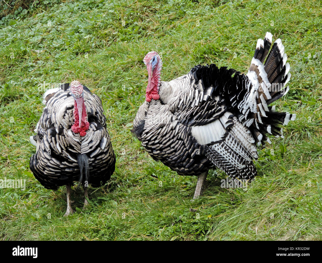 DOMESTIC TURKEY, NATIONAL FARM MUSEUM, COOPERSTOWN, NEW YORK Stock Photo