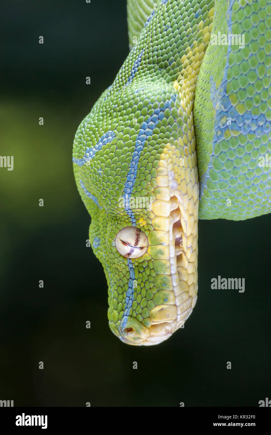 Green Tree Python (Morelia viridis) Hanging on branch waiting for prey. Stock Photo