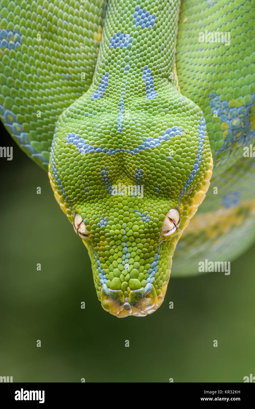 Green Tree Python (Morelia viridis) Hanging on branch waiting for prey. Stock Photo