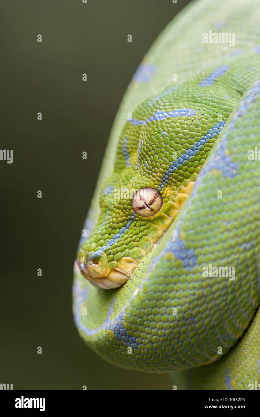 Green Tree Python (Morelia viridis) Hanging on branch waiting for prey. Stock Photo