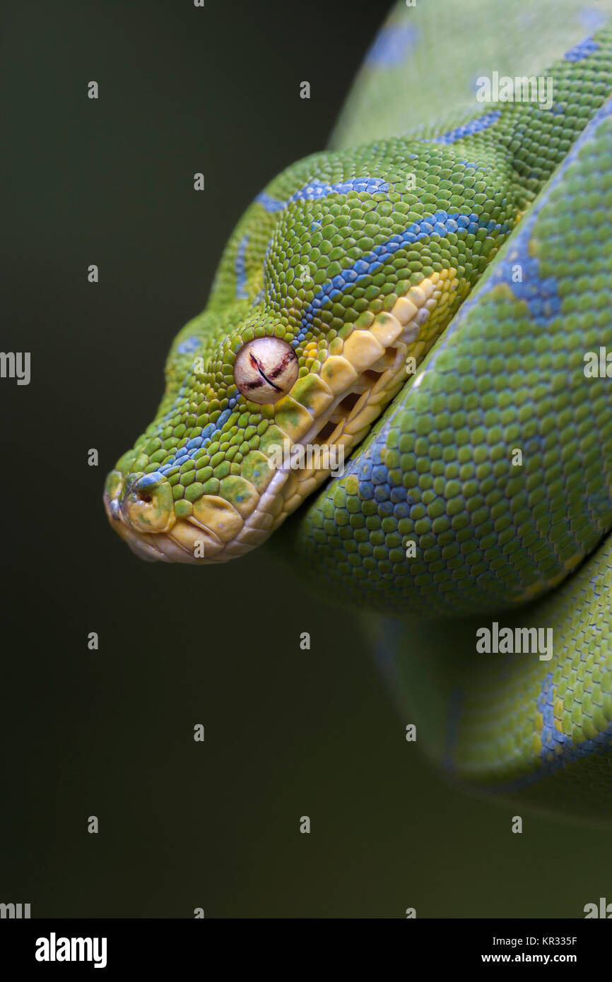 Green Tree Python (Morelia viridis) Hanging on branch waiting for prey. Stock Photo