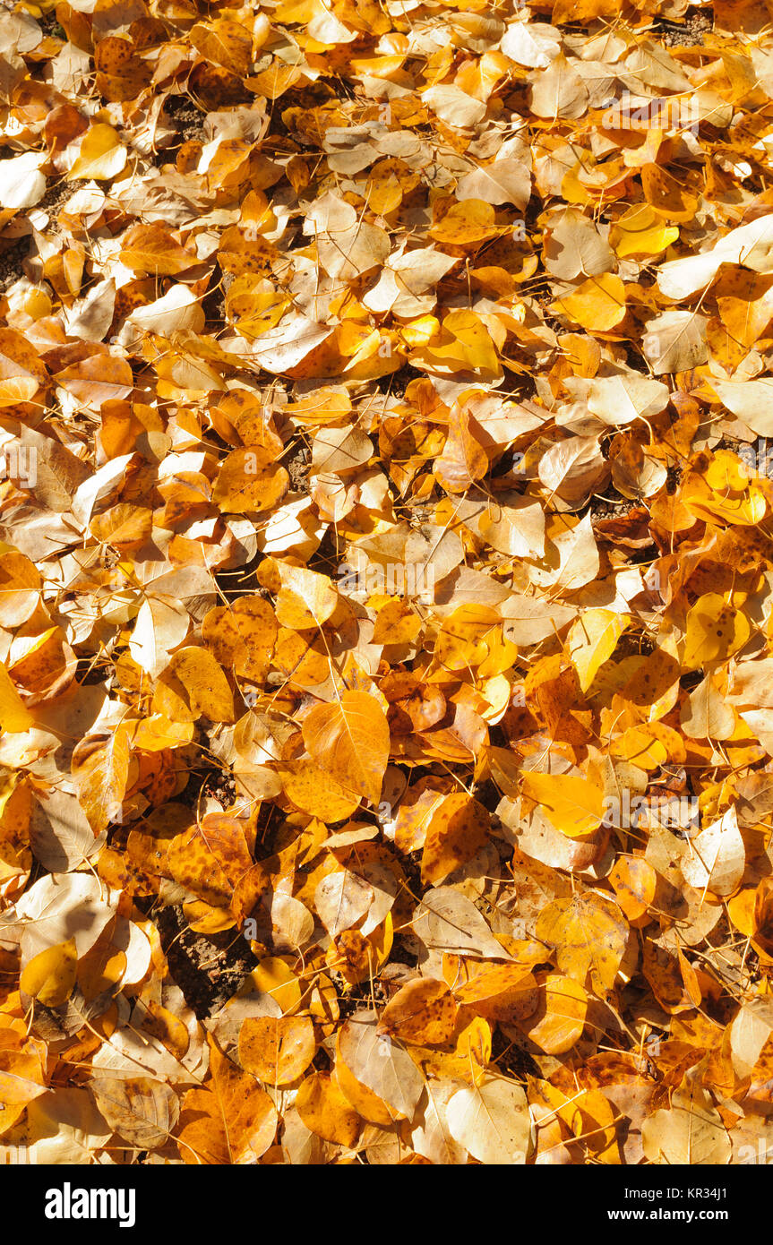 A background of fallen leaves in fall colors around Moose Lake in
