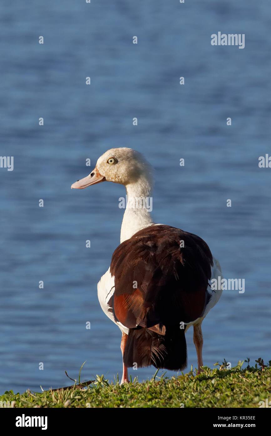 radjahgans Stock Photo