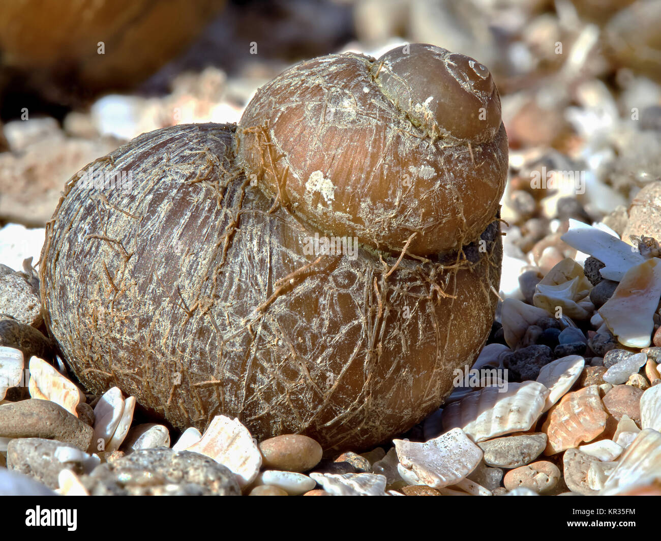 Shell on the beach Stock Photo - Alamy