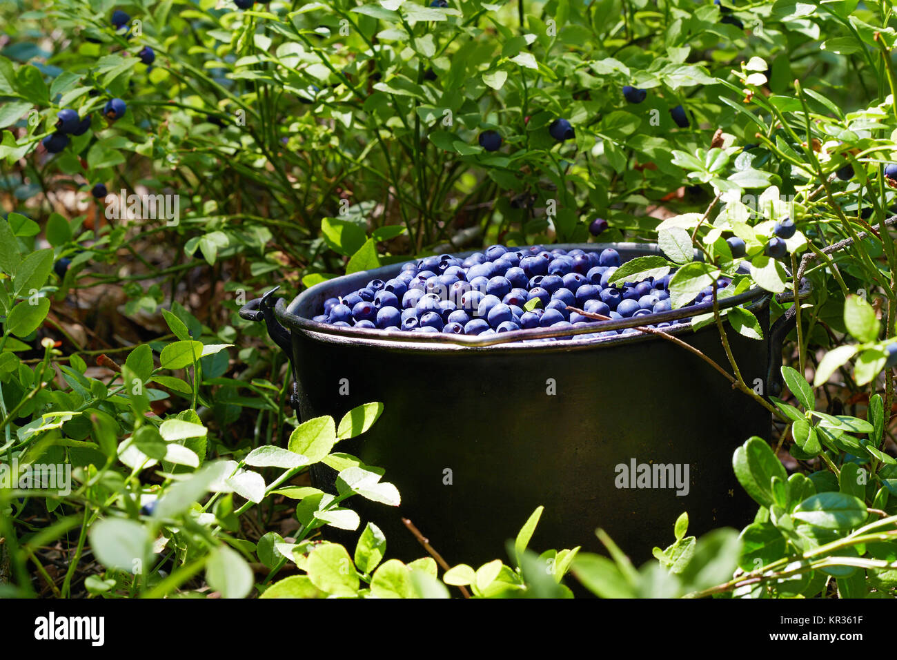 Pot with blueberries Stock Photo Alamy