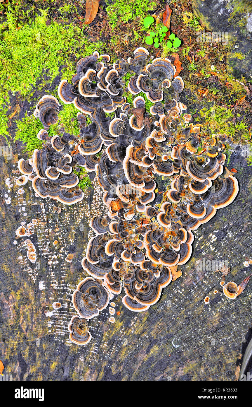 Turkeytail fungus growing on a cut tree stump in the New Forest National Park. Stock Photo