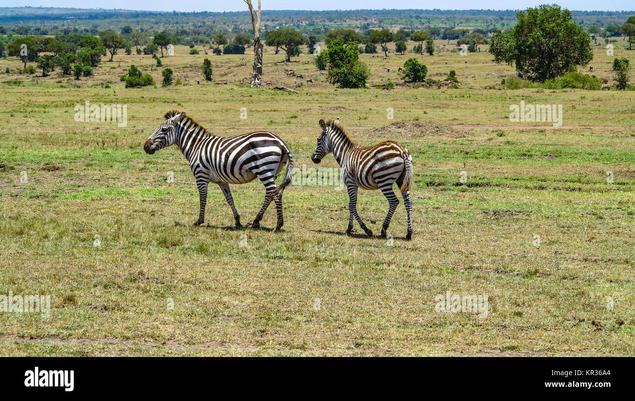 Africa. Kenia. zebra in Masai Mara National Park Stock Photo - Alamy