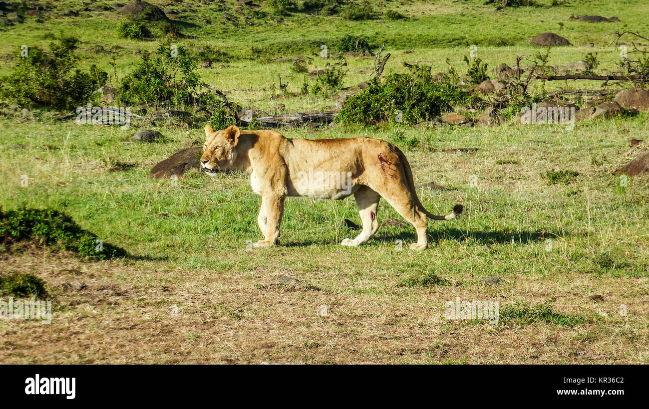 Africa. Kenia. lion in Masai Mara National Park Stock Photo - Alamy