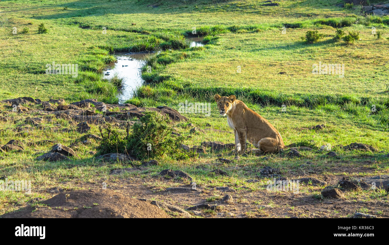 Africa. Kenia. lion in Masai Mara National Park Stock Photo - Alamy