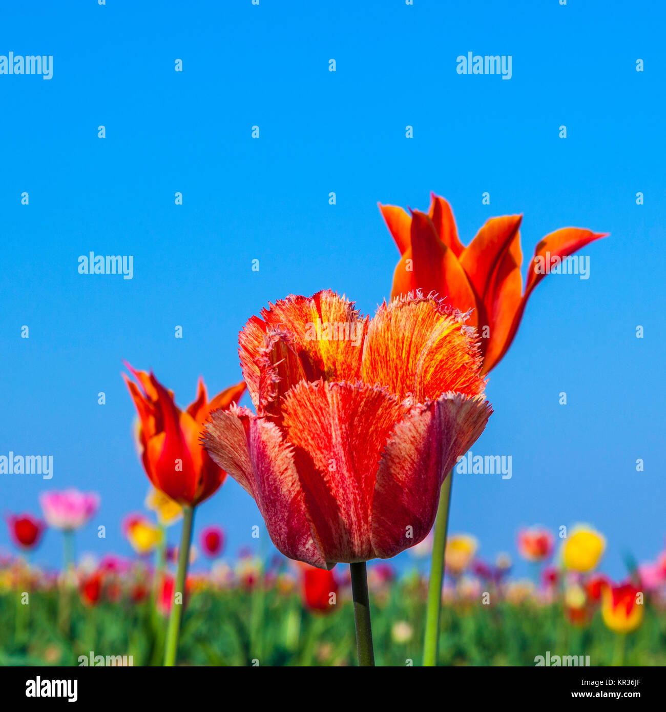 Spring field with colorful blooming tulips under blue sky Stock Photo ...