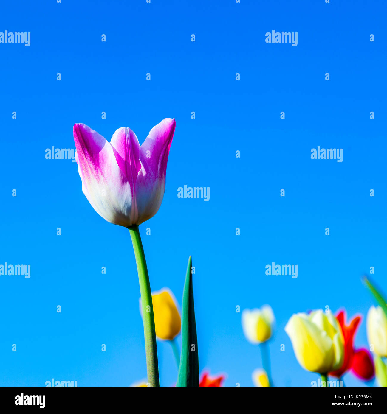 Spring field with colorful blooming tulips under blue sky Stock Photo ...