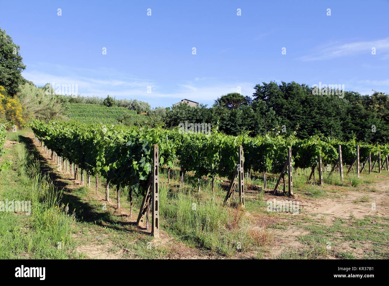 vineyards with vines in tuscany in italy Stock Photo